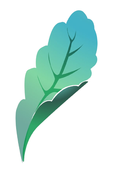 Leaf Shape